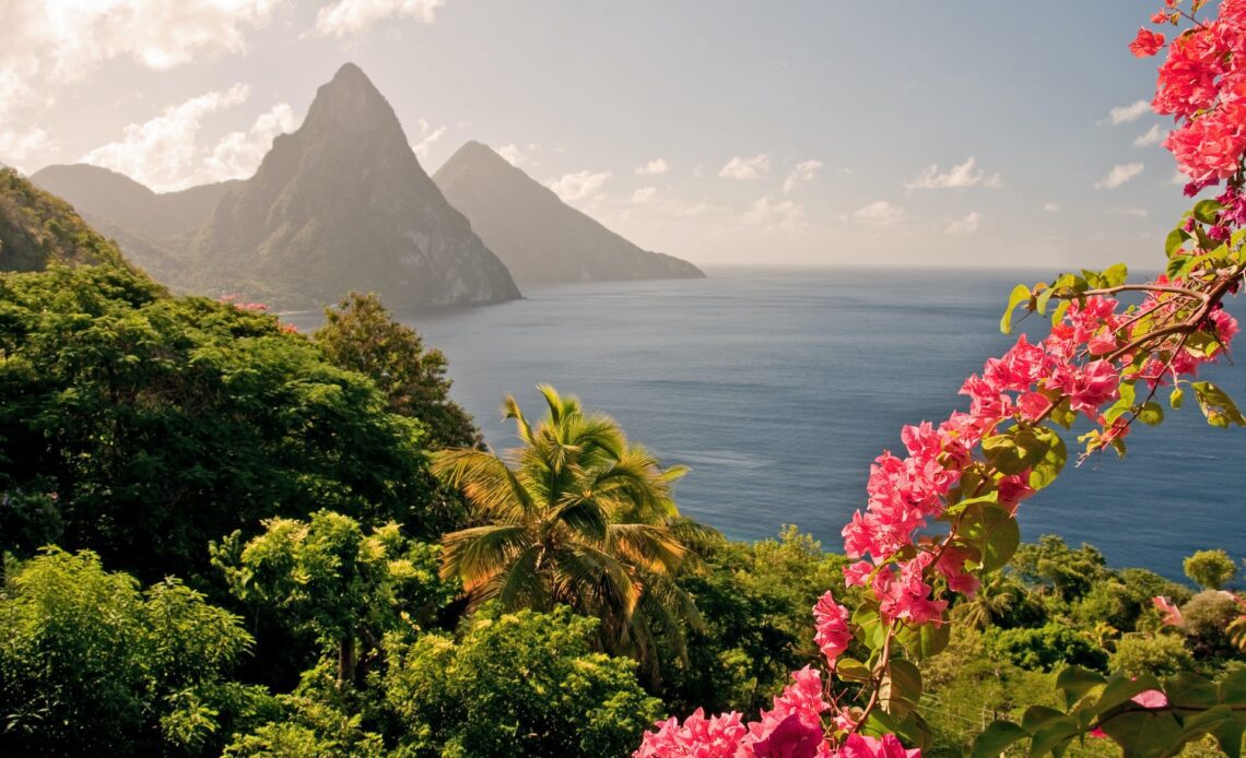 The World Heritage Twin Pitons are framed by sunlit flowers in the early morning. Focus on flowers, with Pitons fading into background.