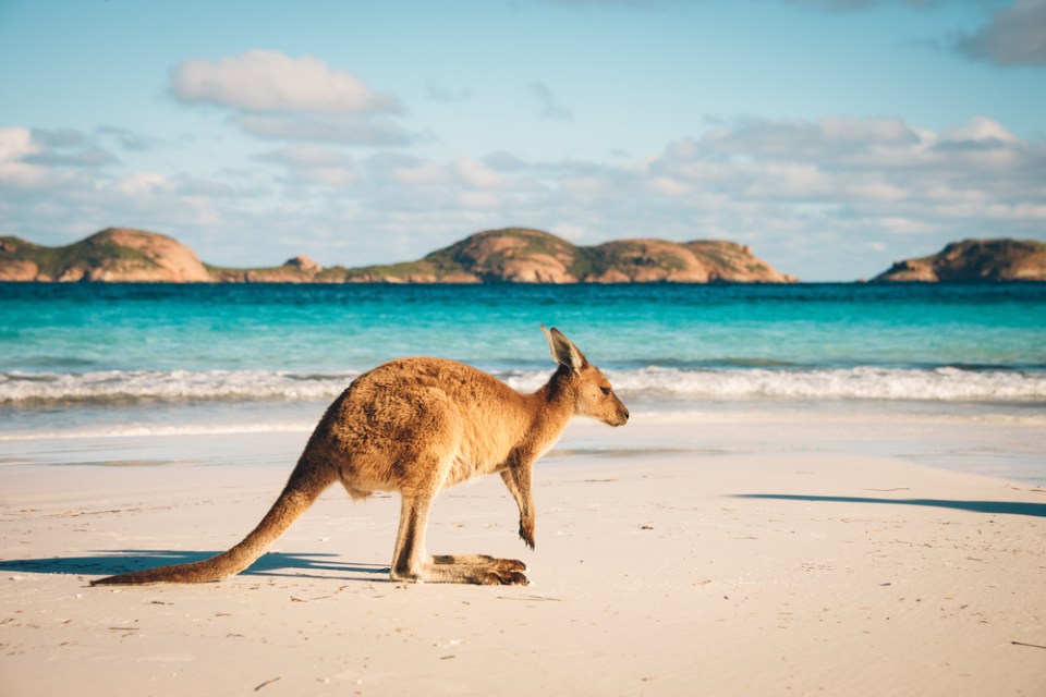 A World Traveller's Guide To Contemporary Australian Culture