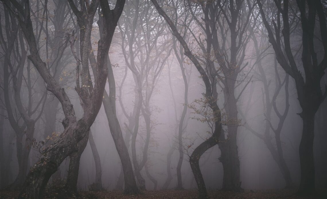Hoia Baciu travel guide: Inside the creepiest forest in Transylvania