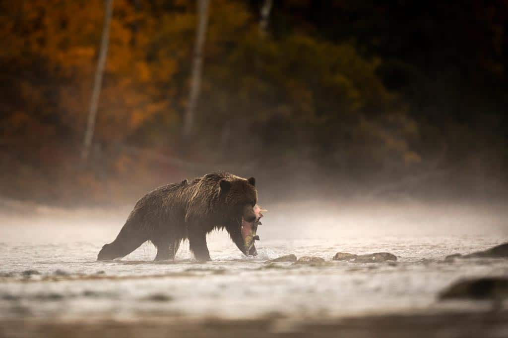 Grizzly Bear Wildlife Experiences In Canada
