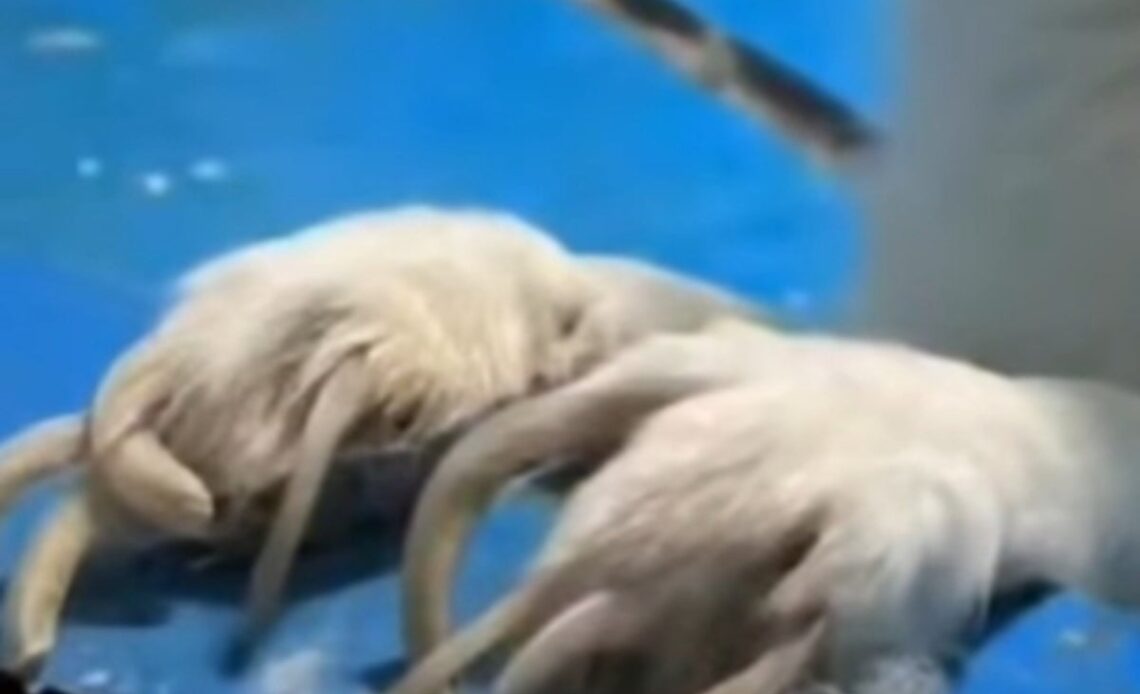 Viral image of arctic foxes with massively overgrown claws prompts backlash against China zoo