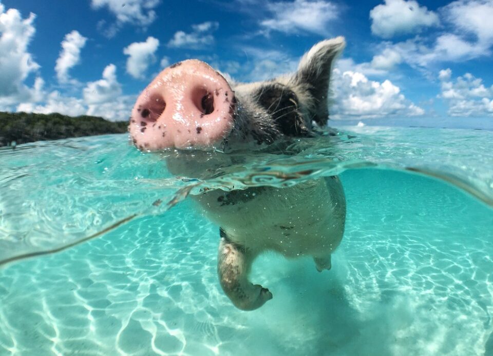 Wild, swiming pig on Big Majors Cay in The Bahamas.