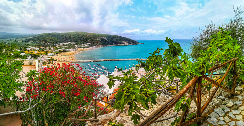 panoramic view of the sea with flowers in the foreground