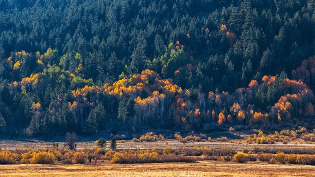 Fall foliage on trees in Hope Valley