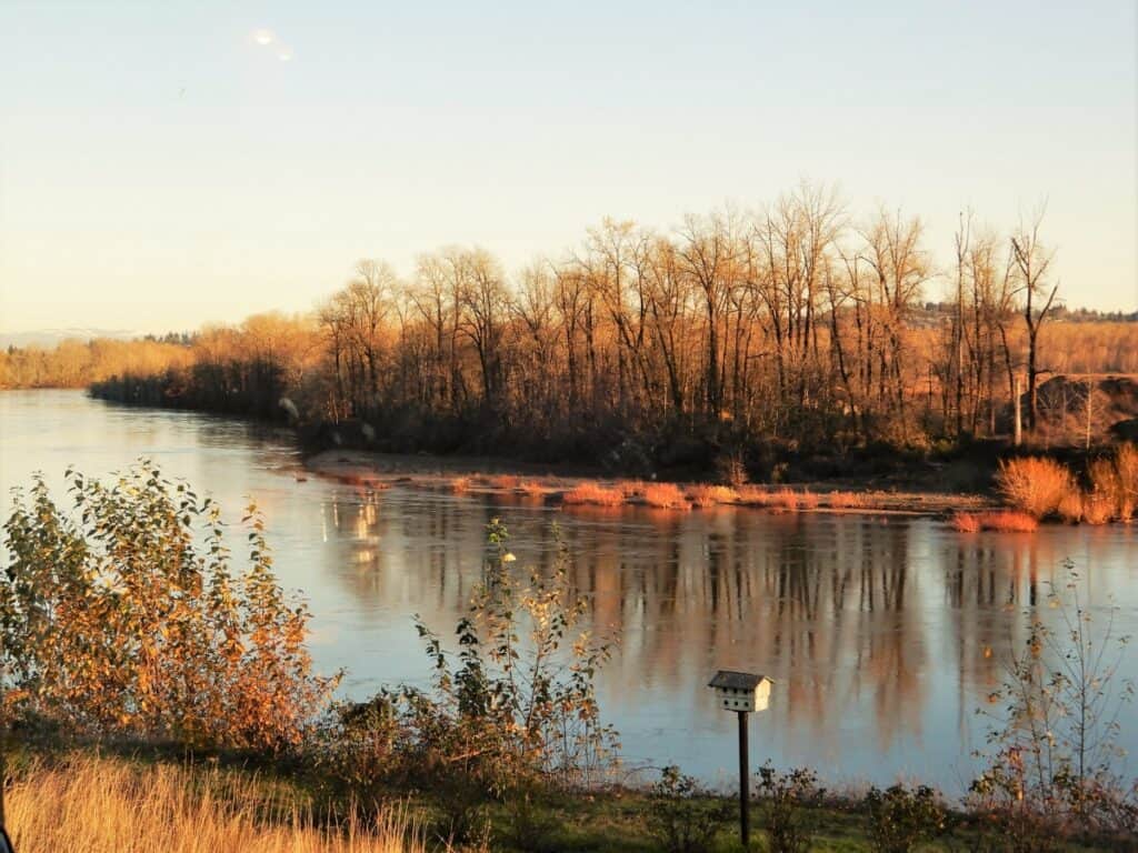 Willamette River during golden hour view of tree line along riverbank 