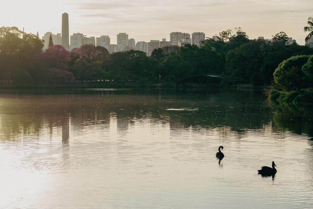 swans on lake with city skyline in background