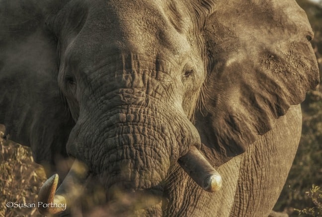 safari photo - Magnificent bull elephant