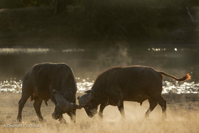 photo safari - Two male buffalos