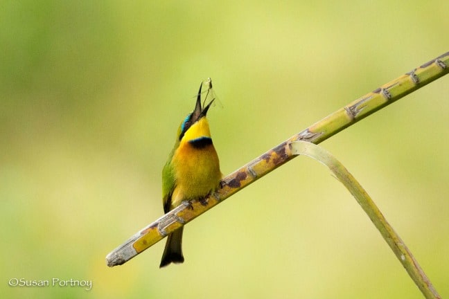 photo african safari - Bee-eater