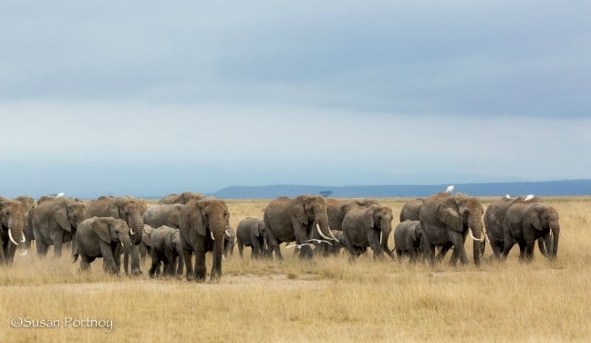 Africa photography safari - Large herd of elephants