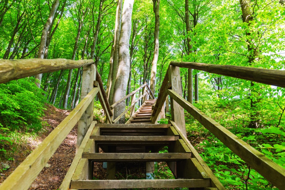 wooden stairs in the beech forest of the Jasmund National Park, Ruegen, Germany