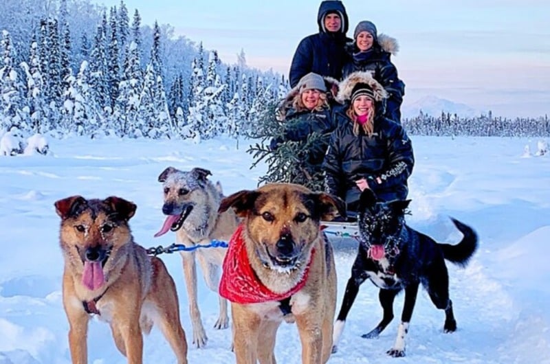 Dogs on Alaska's Dog Sledding Adventure