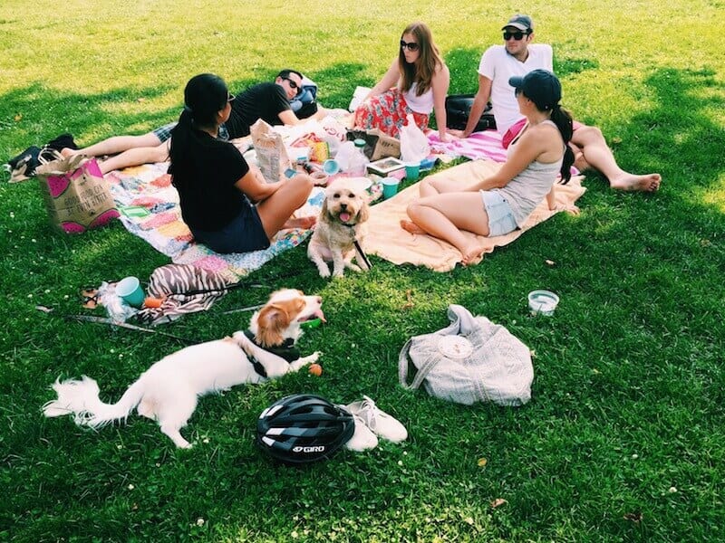 group of girls and their dogs picnicking in Sheeps Meadow 