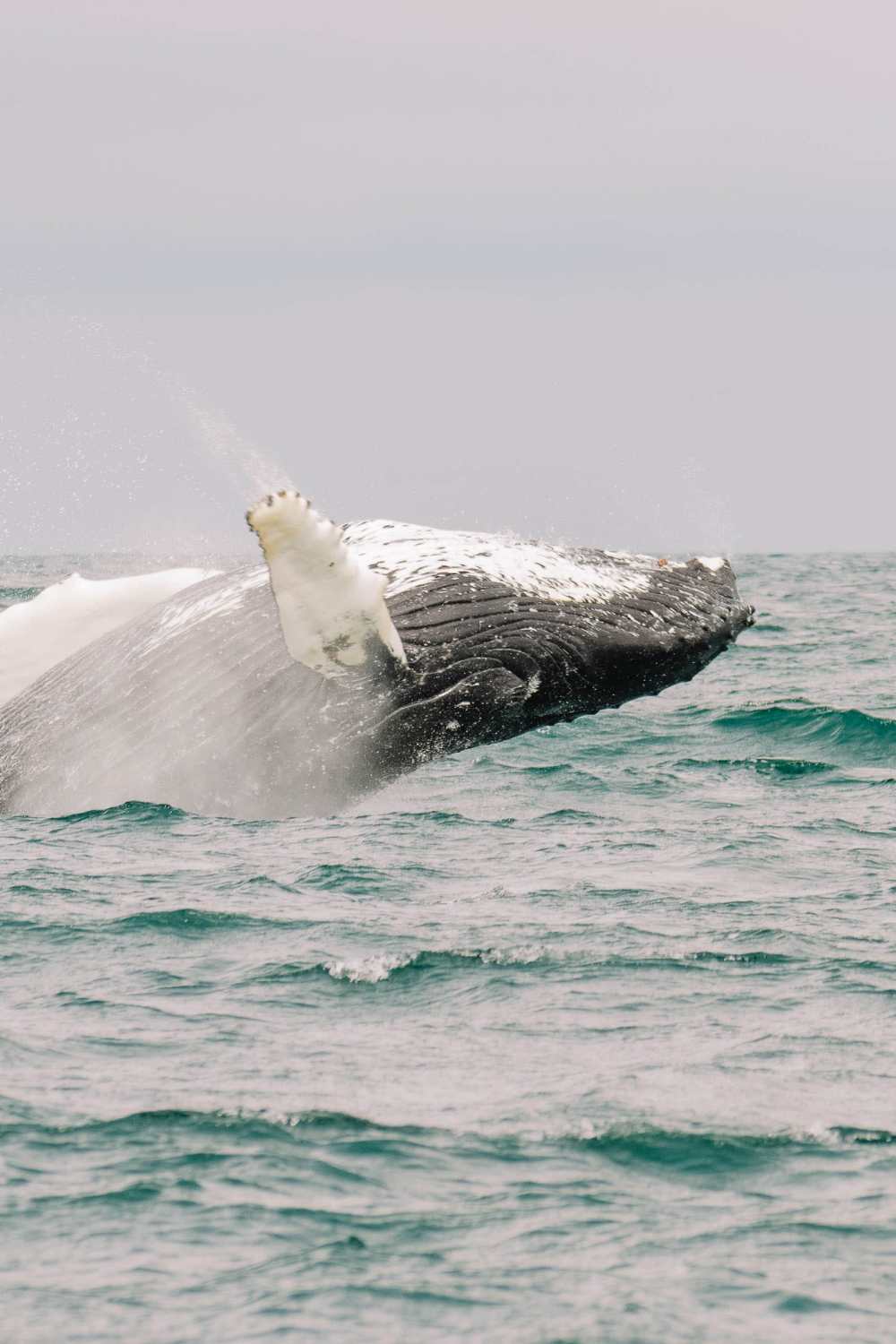 Best Trips In Iceland To Book whale watching tour