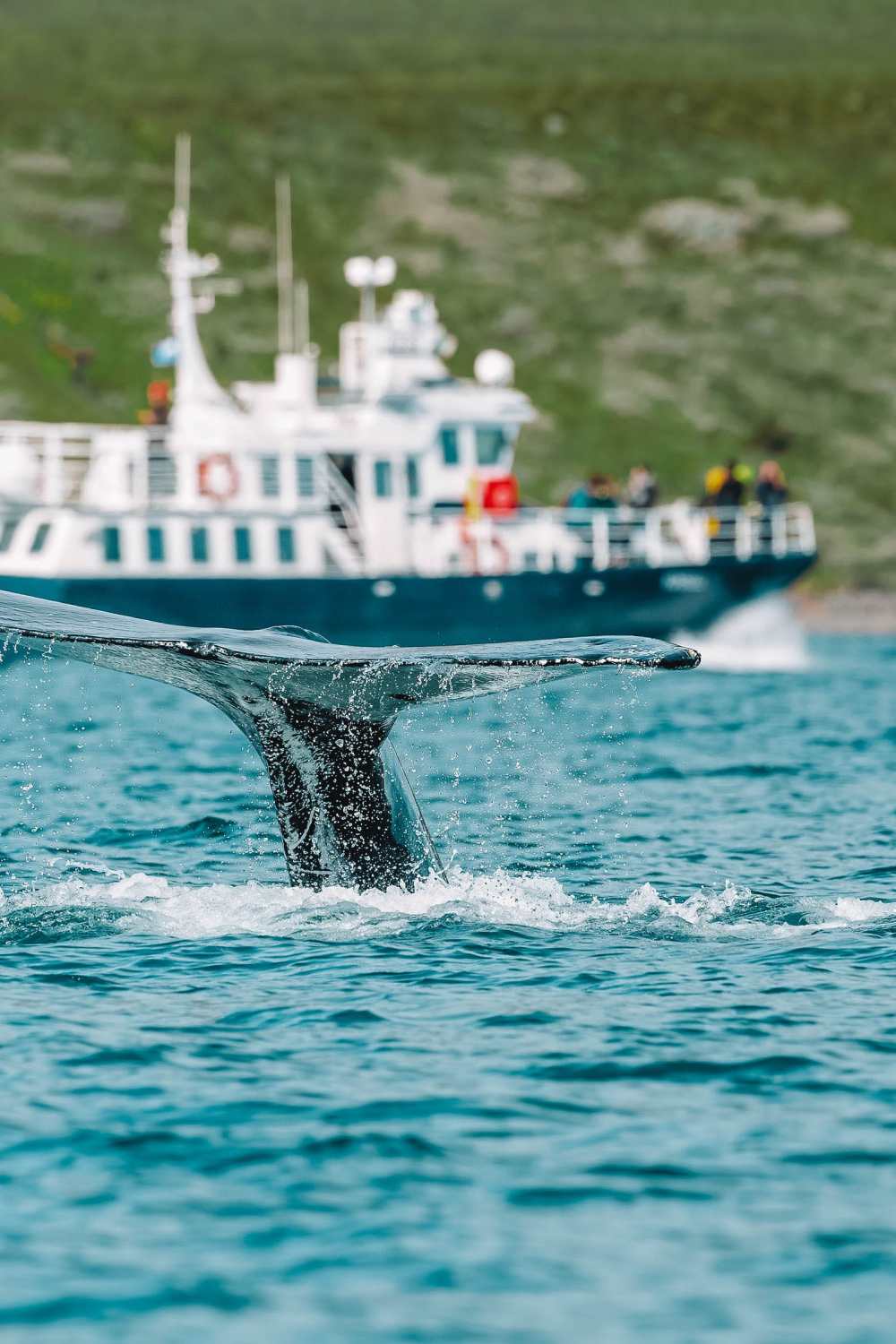 Best Trips In Iceland To Book whale watching