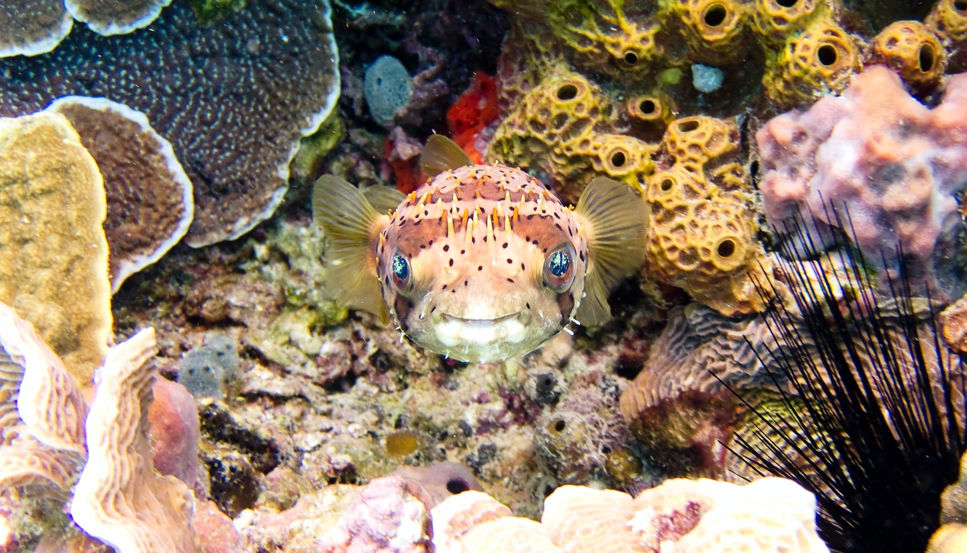 A brown pufferfish in a reef off  Cozumel (photo: Vlad Tchompalov)