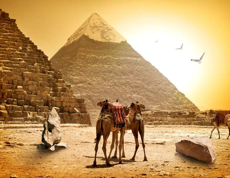 egypt camels in front of pyramids in egypt