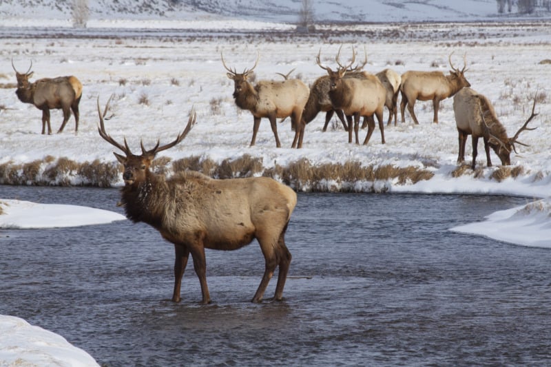 National Elk Refuge winter scene with elk in Flat Creek, Wyoming