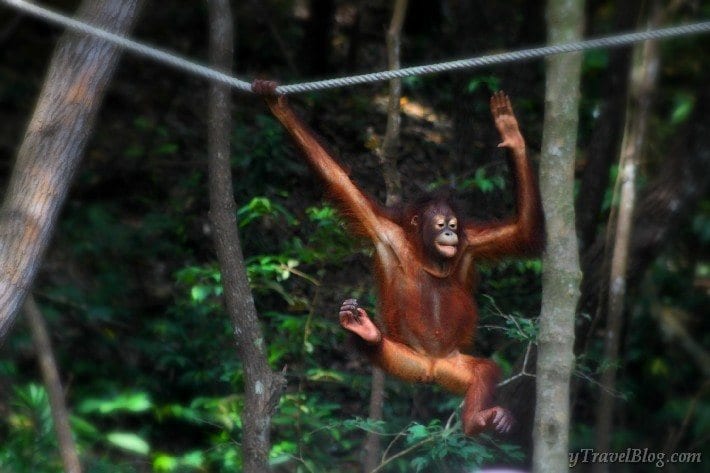 orangutans swinging through the trees