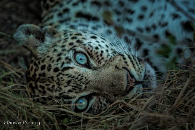 african photo safari: Rockfig Jr. - leopard with aquamarine eyes