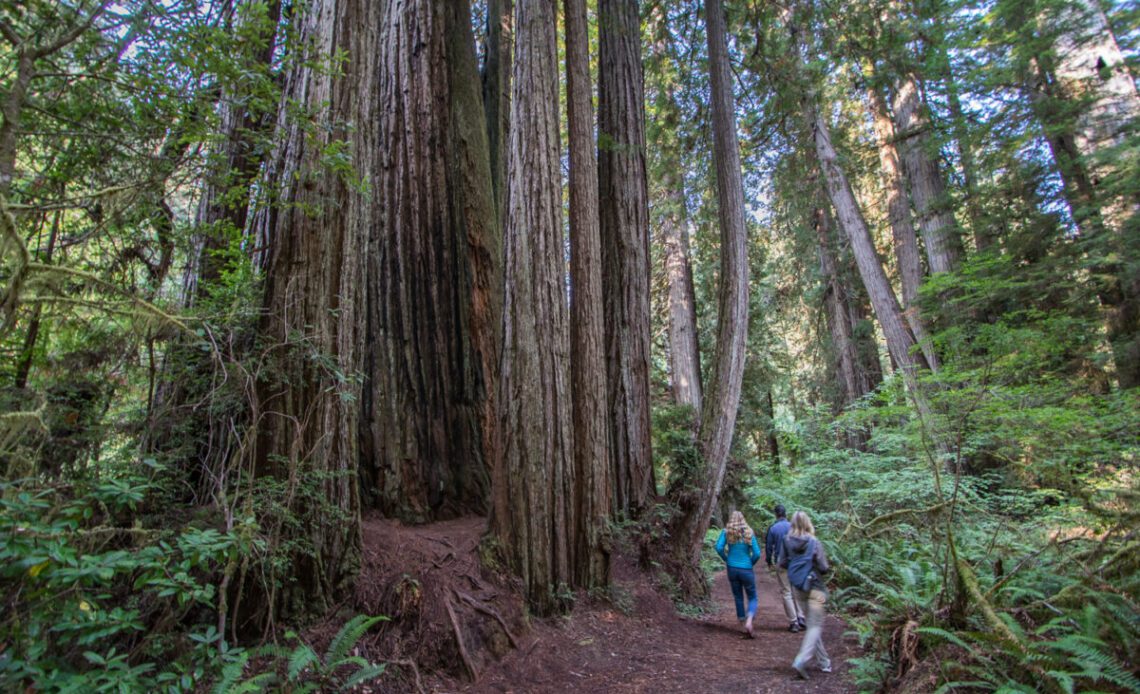 Redwoods national park northern california road trip