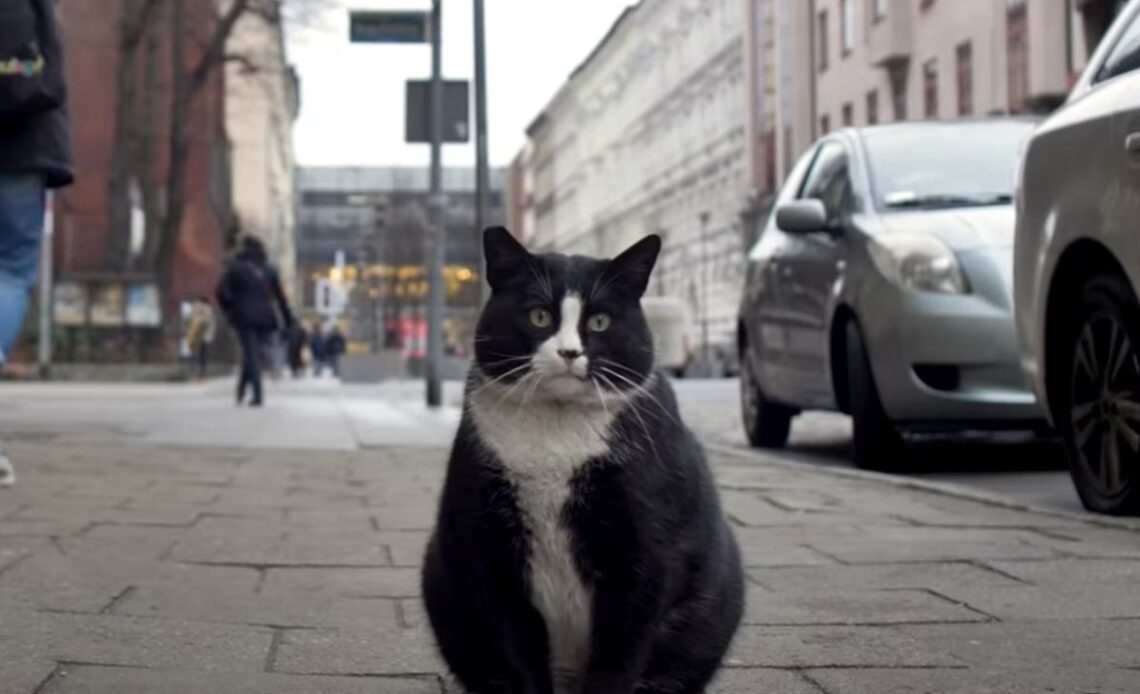 Polish city’s hottest tourist attraction is a fat black and white cat named Gacek