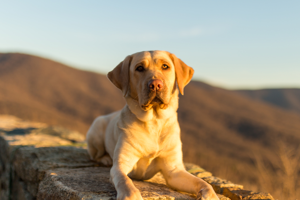 A Labrador Retriever in Shenandoah national park – one of the most dog-friendly in America