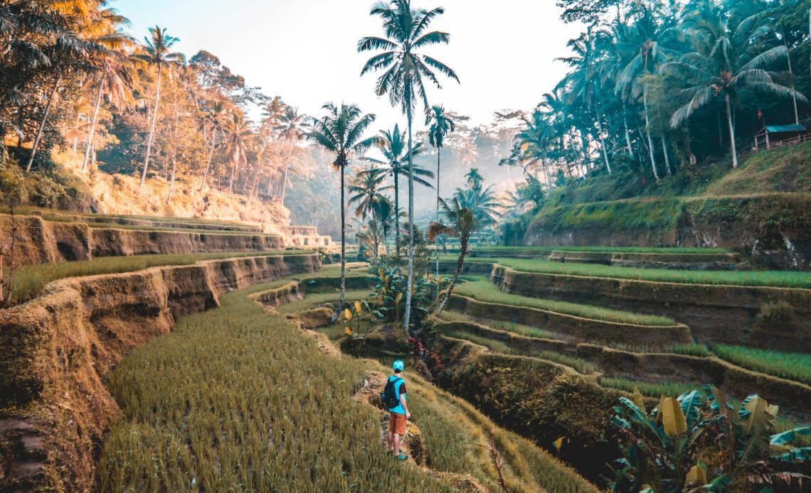 Rice fields, Bali (photo: Jamie Fenn)