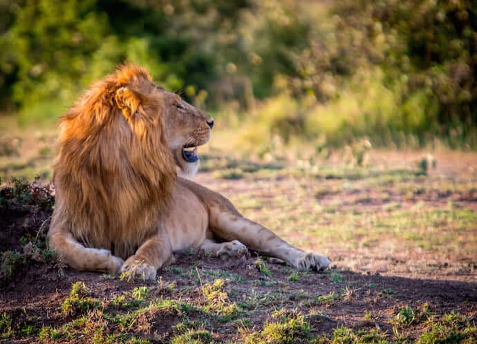 Male Lion in Ol Kinyei Conservancy