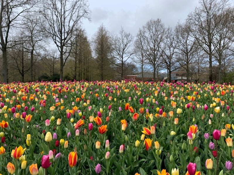A rainbow of tulip flowers at the entrance of Keukenhof Gardens in The Netherlands