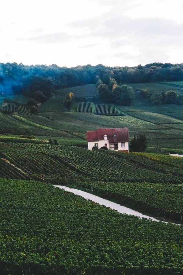 Champagne Region Vineyard