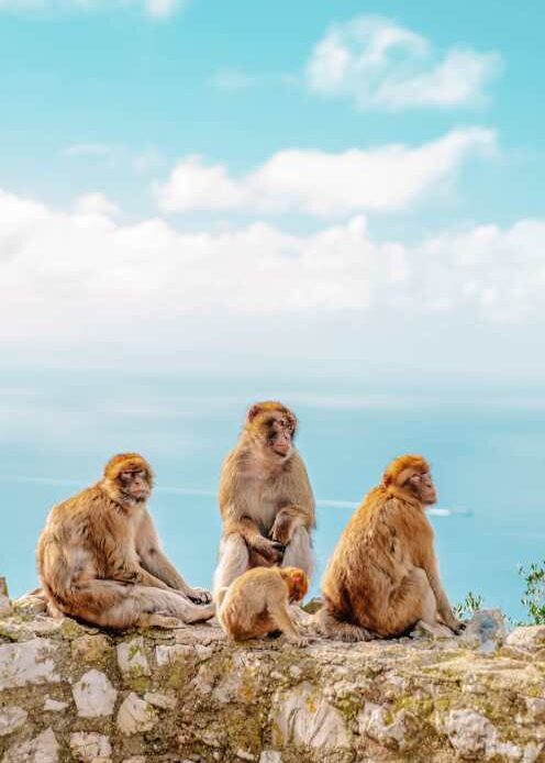Best things to do in Gibraltar monkeys