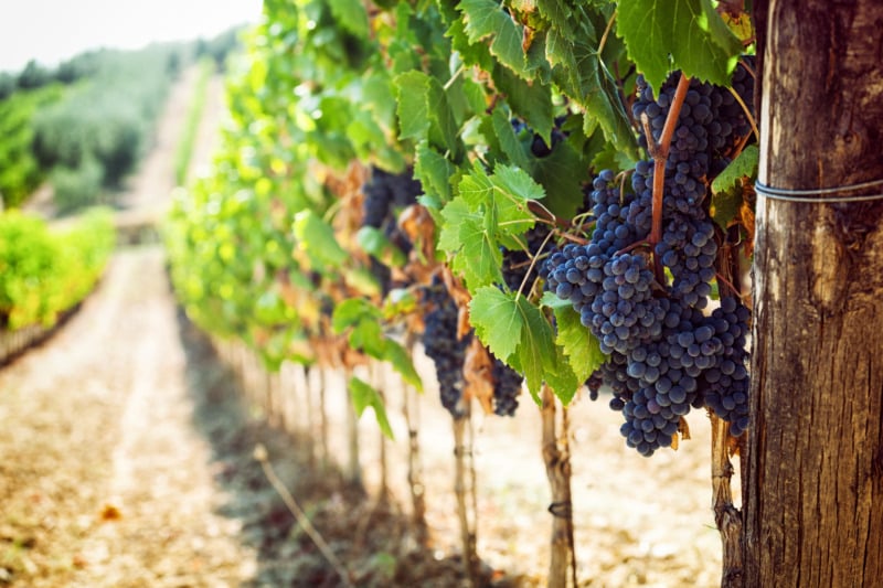 Tuscan vineyard with red grapes ready for harvest.