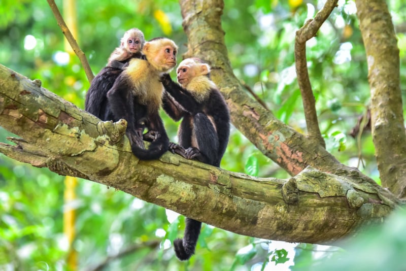 Mother monkey with baby in Manuel Antonio National Park