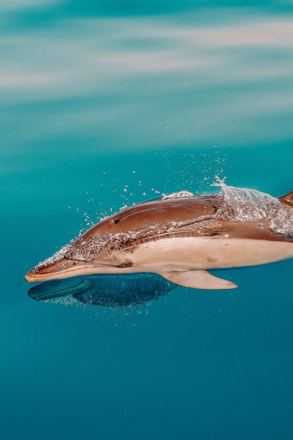 Best things to do in Gibraltar dolphin tour