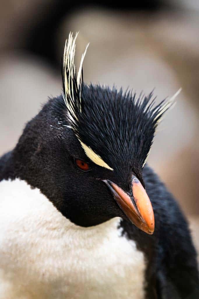 Macaroni Penguin