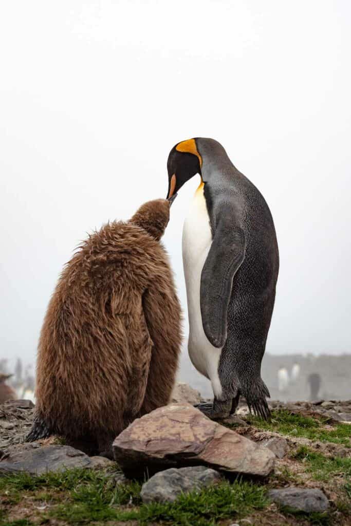 King Penguin And Baby