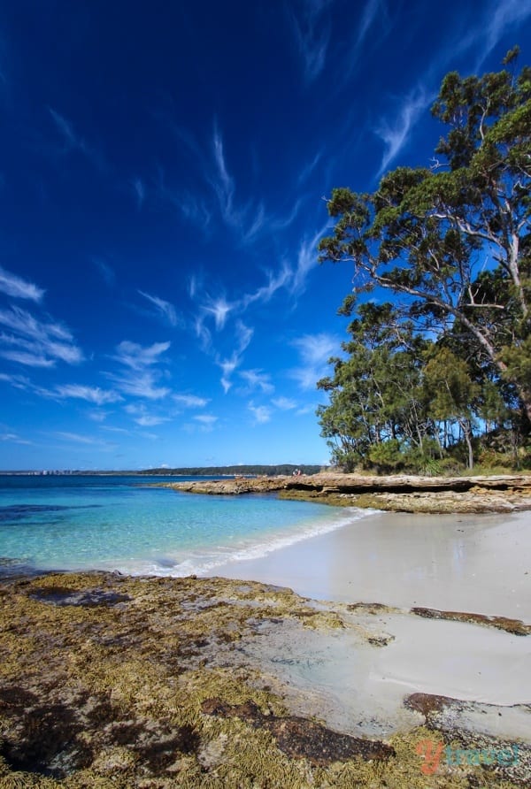 a beach with gum trees on the shore