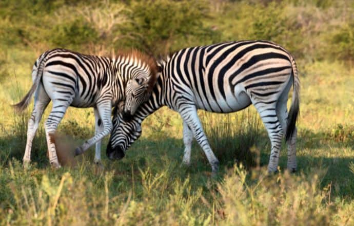 Animals in Botswana