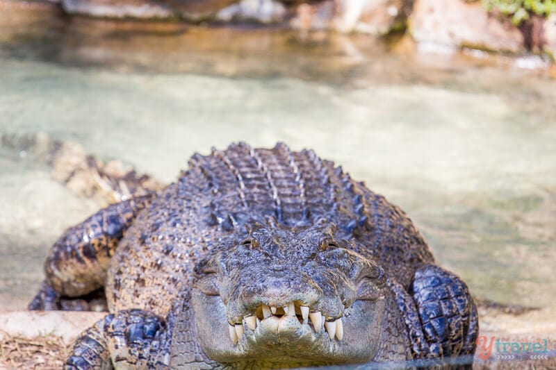 crocodile in water at Billabong Zoo,