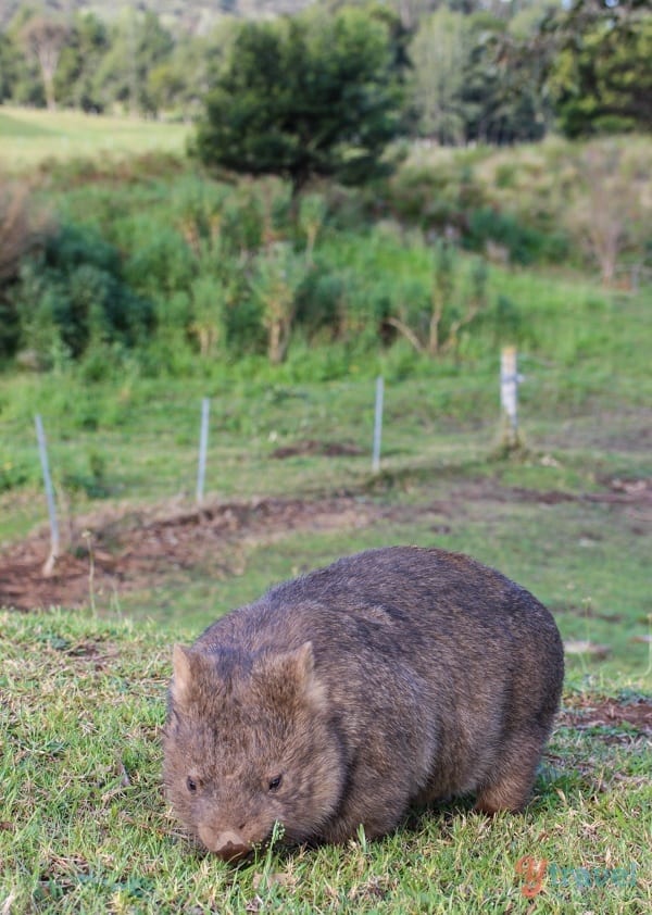 Wombat in Kangaroo Valley