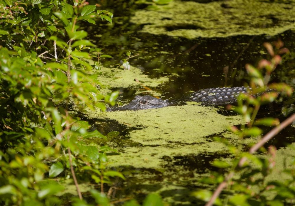 alligator hidden in the water in new orleans swamp