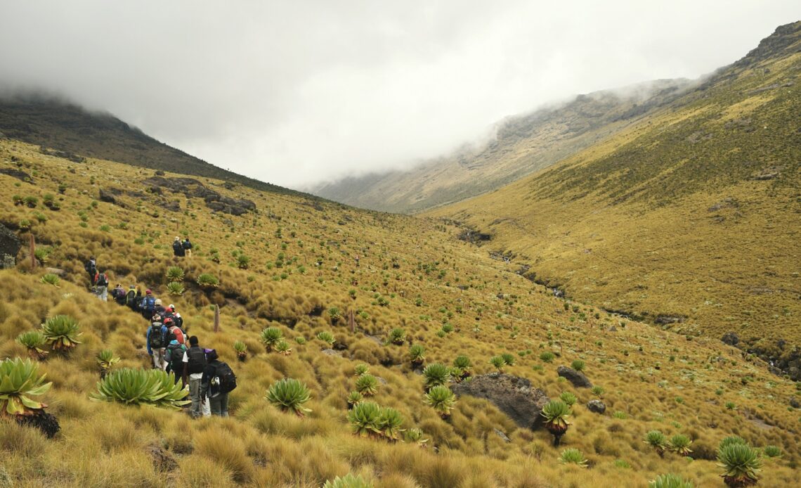 A group of hikers moving through a hilly grassy landscape
