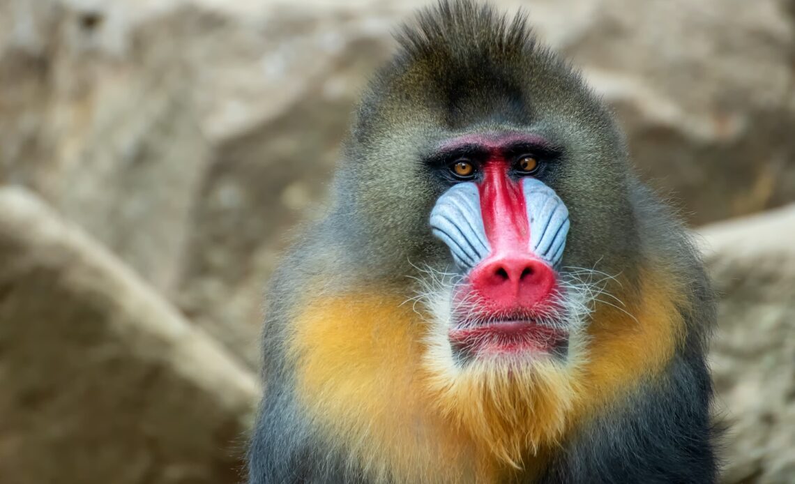 Portrait of a male mandrillus monkey.