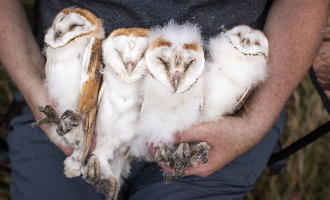 Northern Ireland celebrates as bumper year for barn owls gives boost to its fragile population