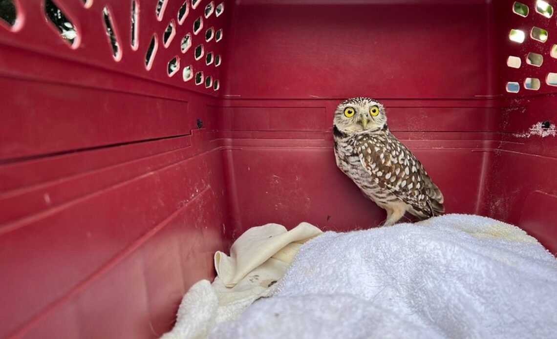Owl stows away on cruise ship for two weeks