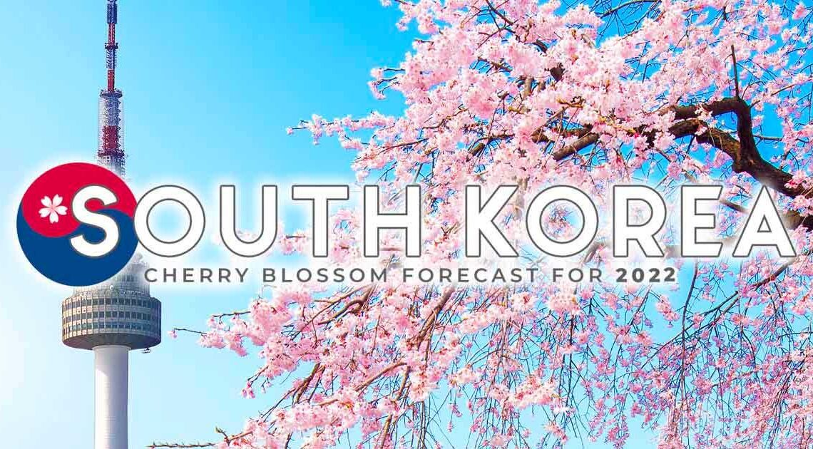 South Korea Cherry Blossom Forecast (2023): When & Where