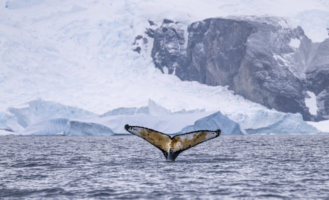 The secret lives of Antarctic whales: how to balance tourism and conservation on a bucket-list trip