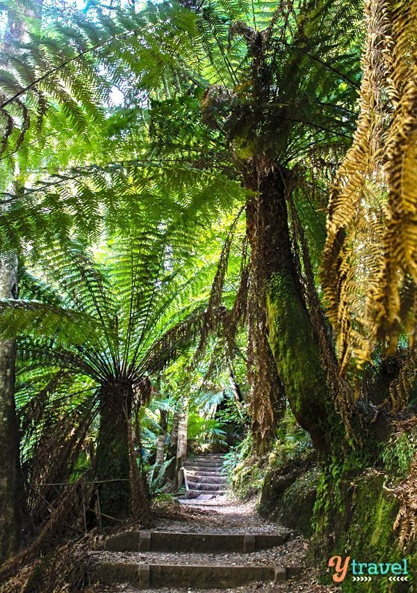 trail bordered by fern trees