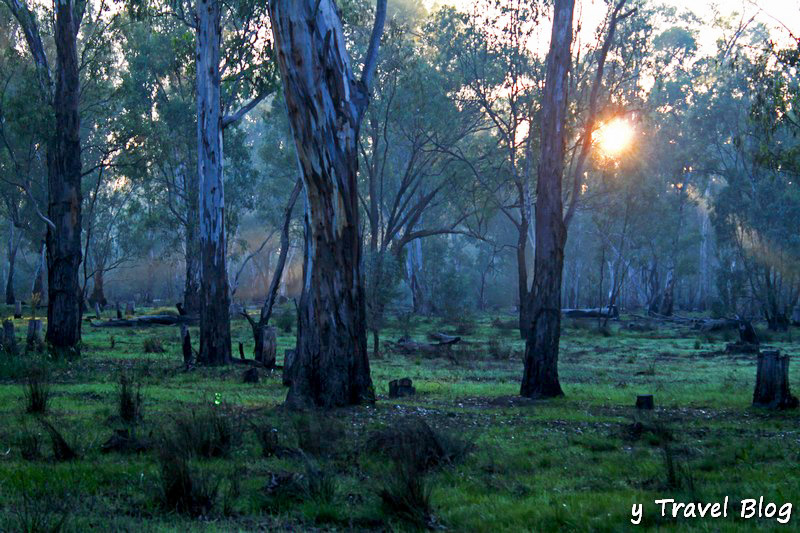 sun rising between the trees in the forest